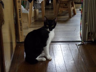 aoi