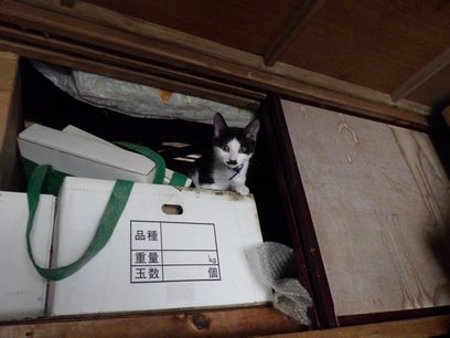 chppu